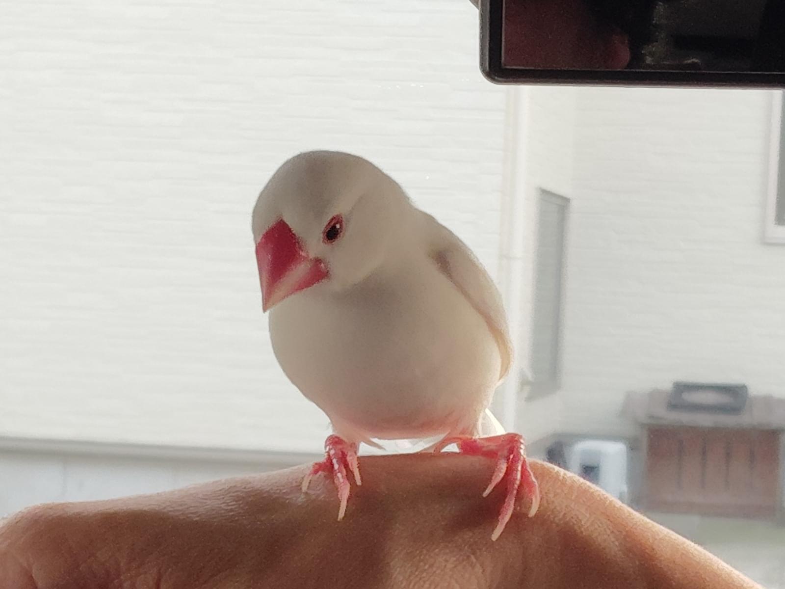 保護された鳥 保護された鳥