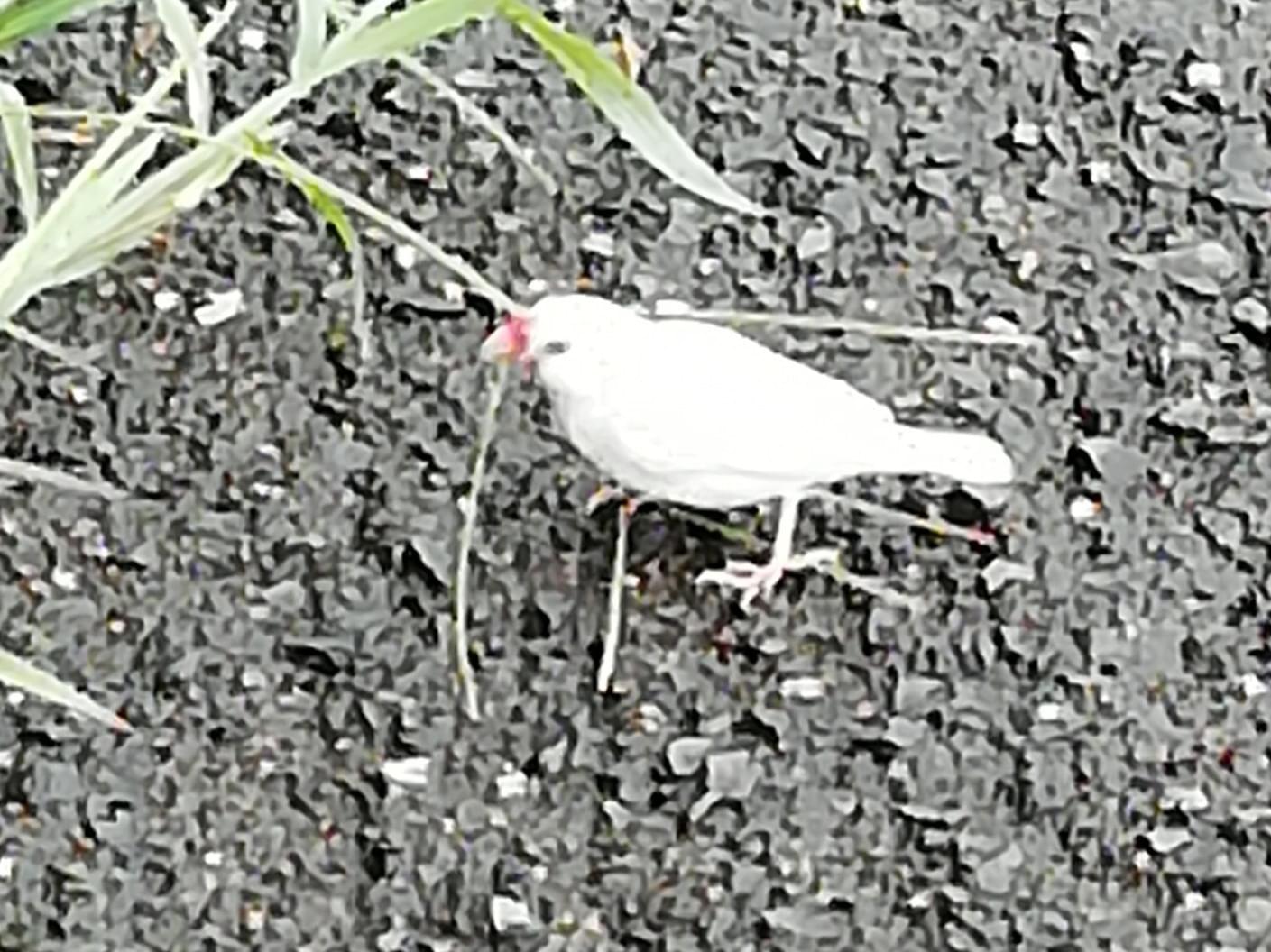 目撃された鳥 目撃された鳥