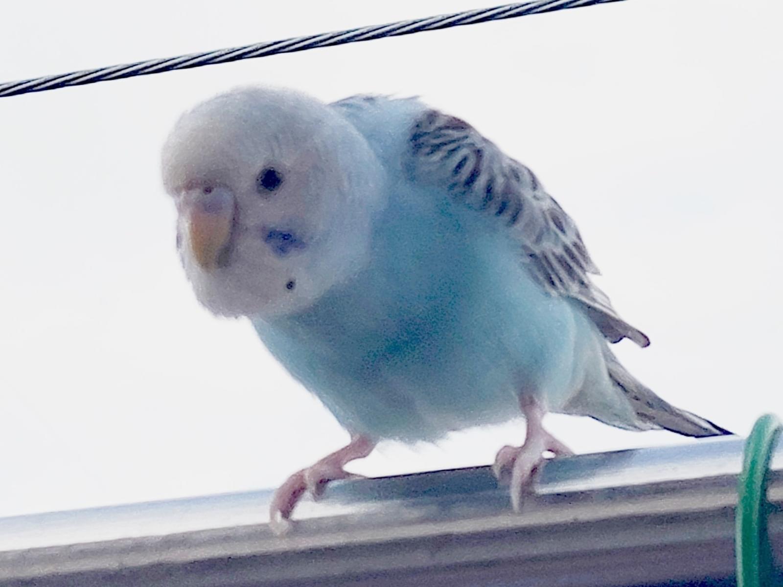 目撃された鳥