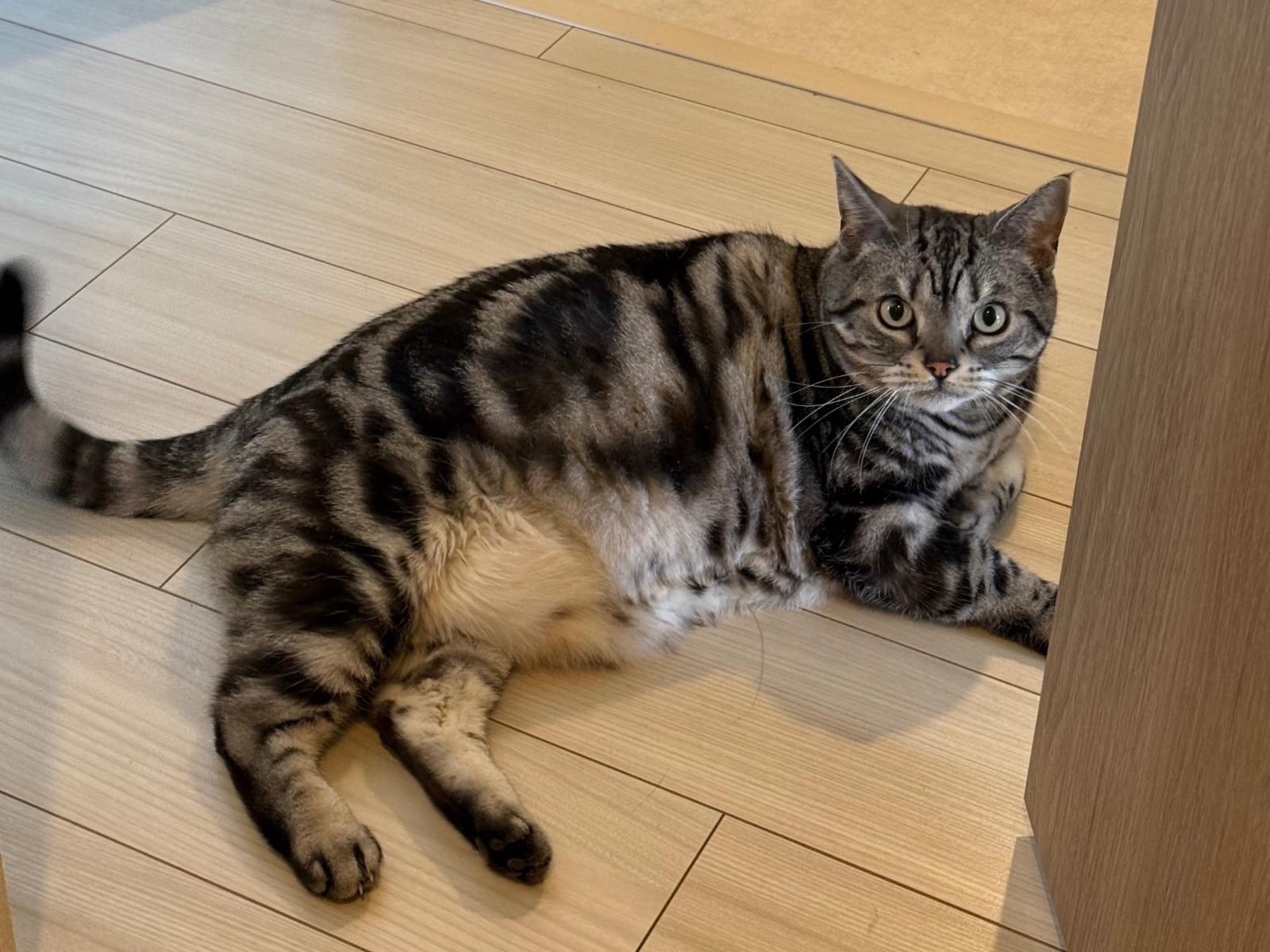 ルビーちゃん