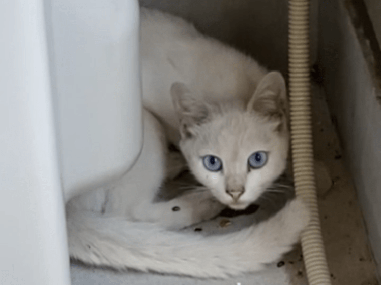 目撃された猫 目撃された猫