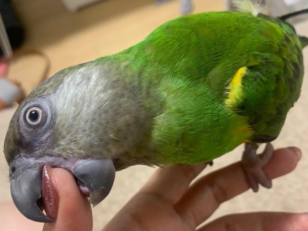 きゅーちゃん きゅーちゃん