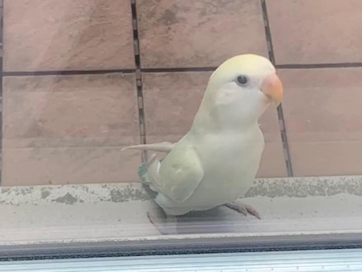 目撃された鳥 目撃された鳥
