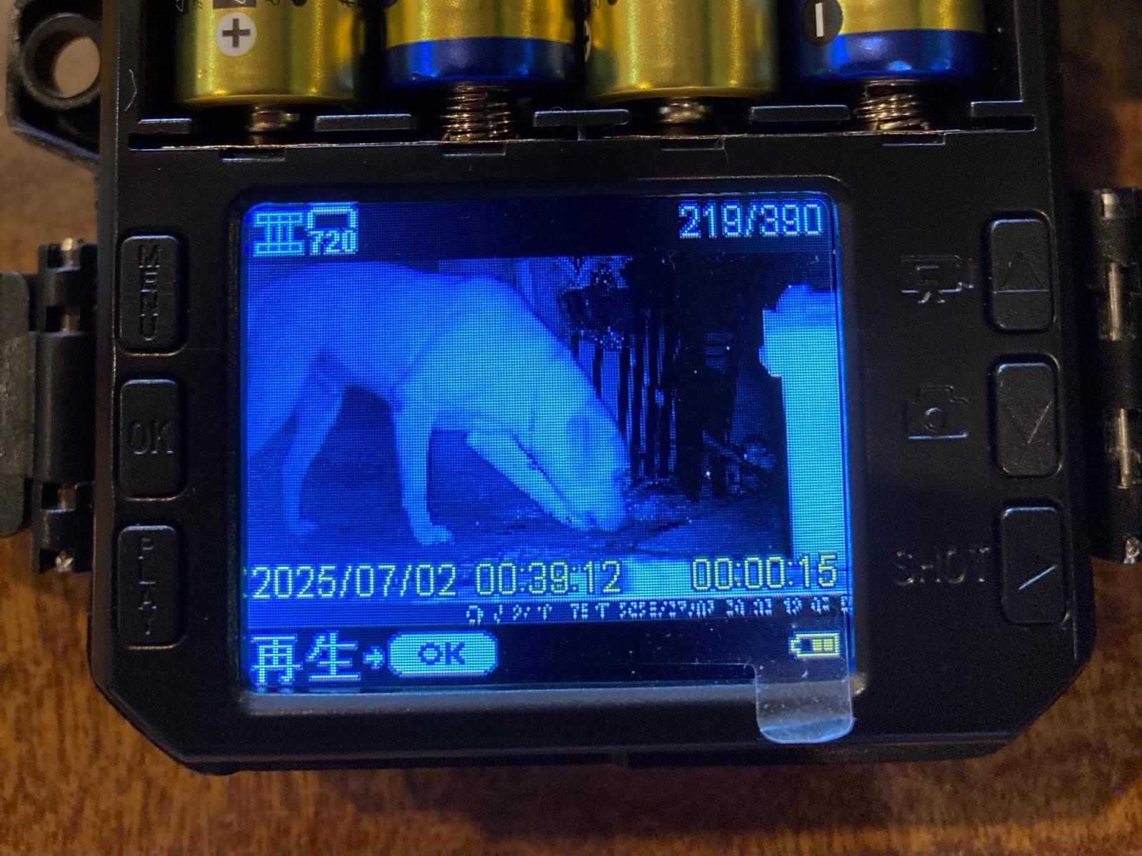 目撃された犬 目撃された犬