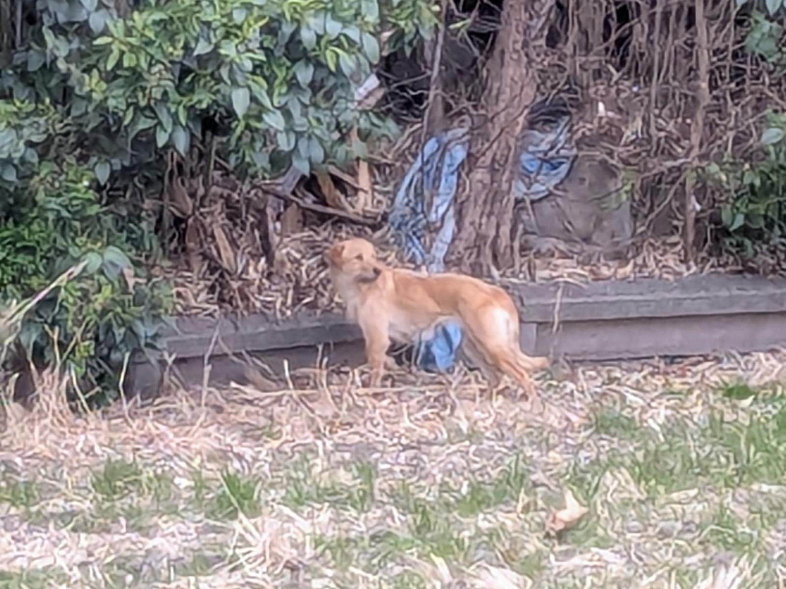 目撃された犬 目撃された犬