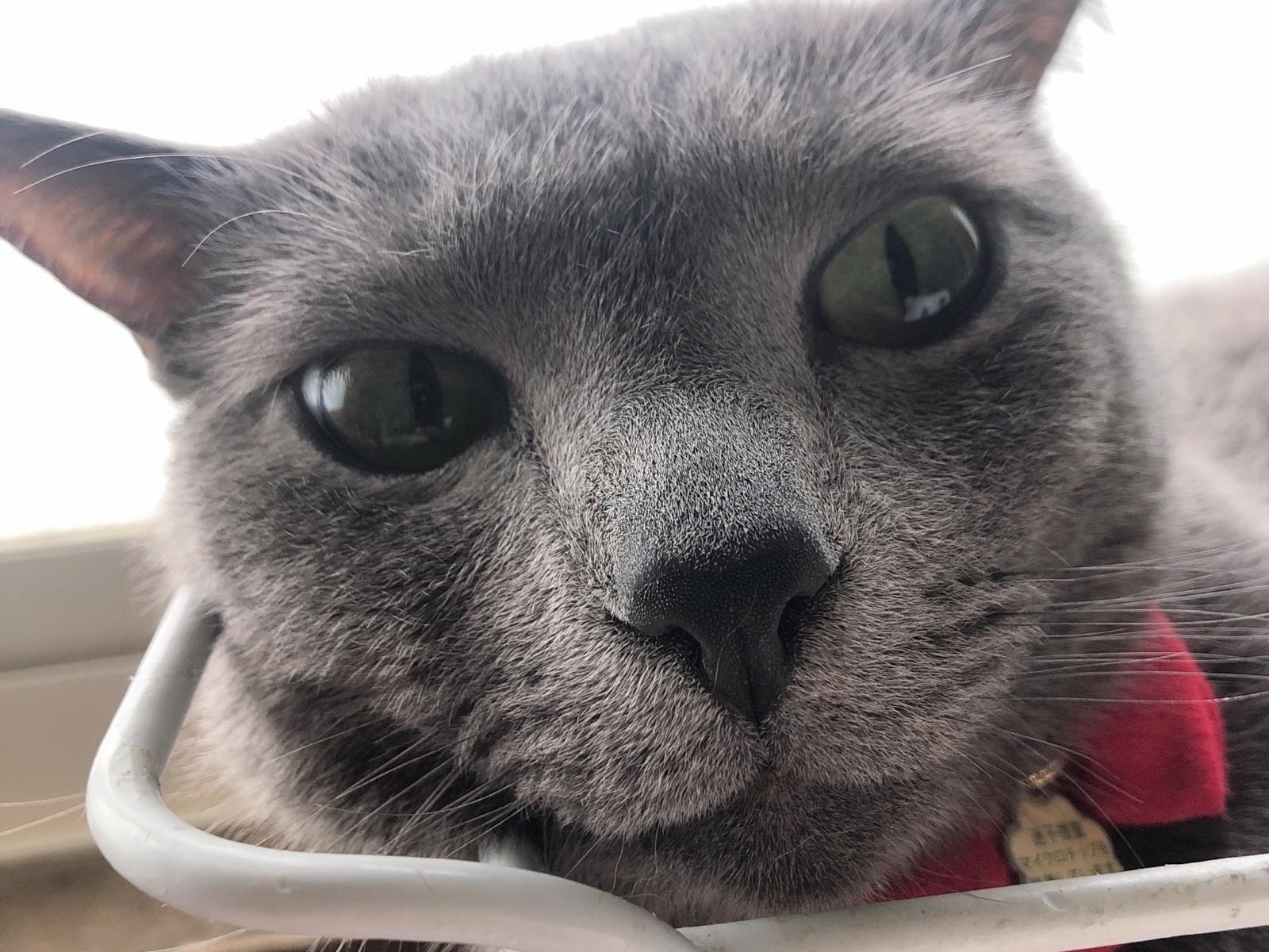 保護された猫 保護された猫