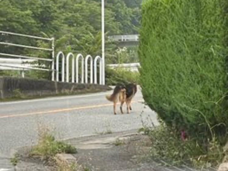 目撃された犬 目撃された犬