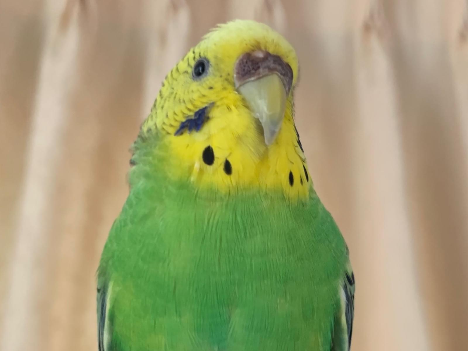 うたちゃん うたちゃん