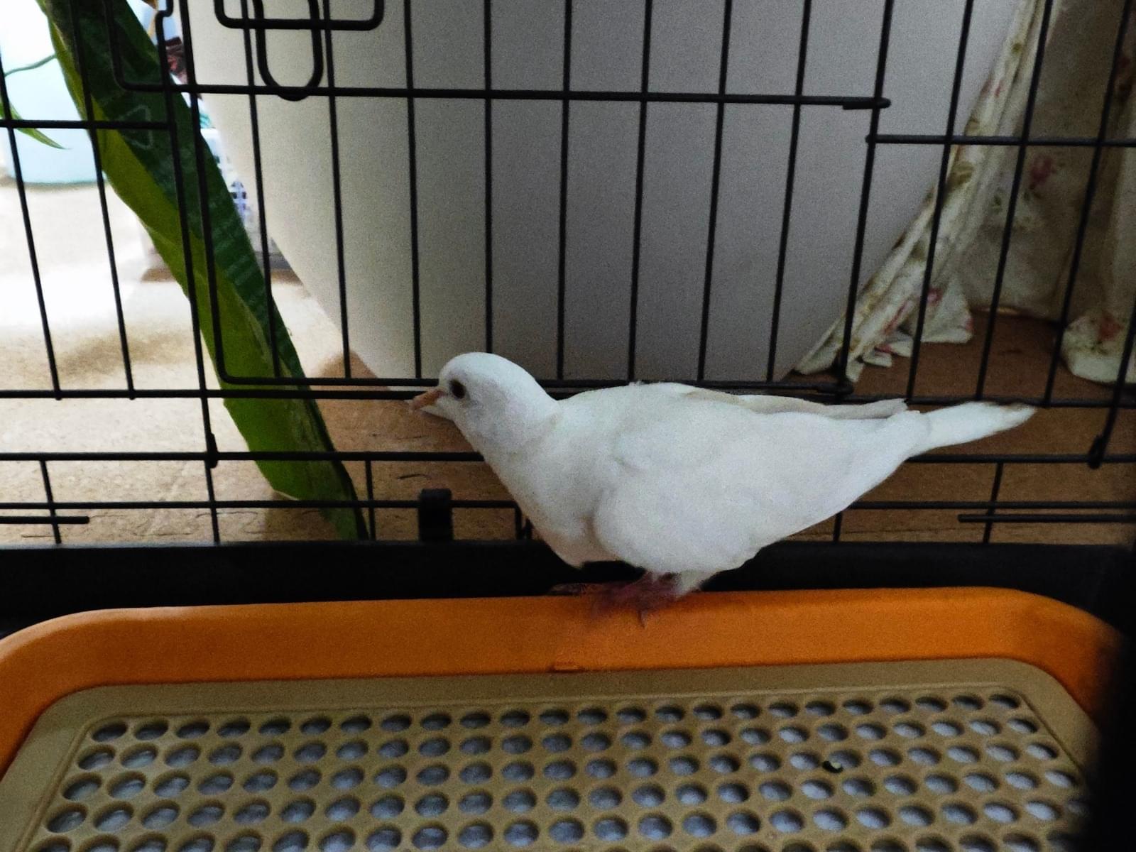 保護された鳥 保護された鳥