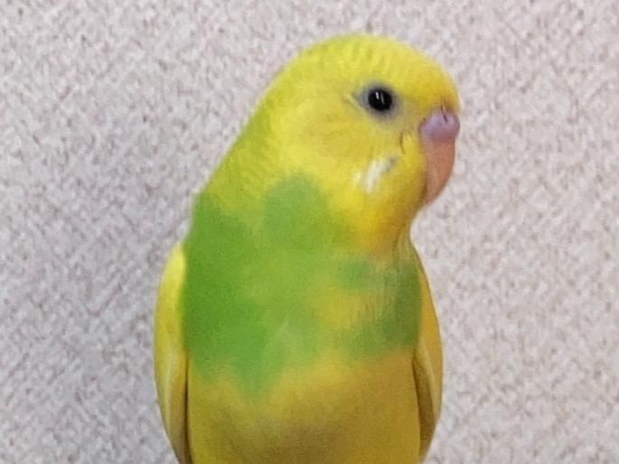 ピピちゃん ピピちゃん