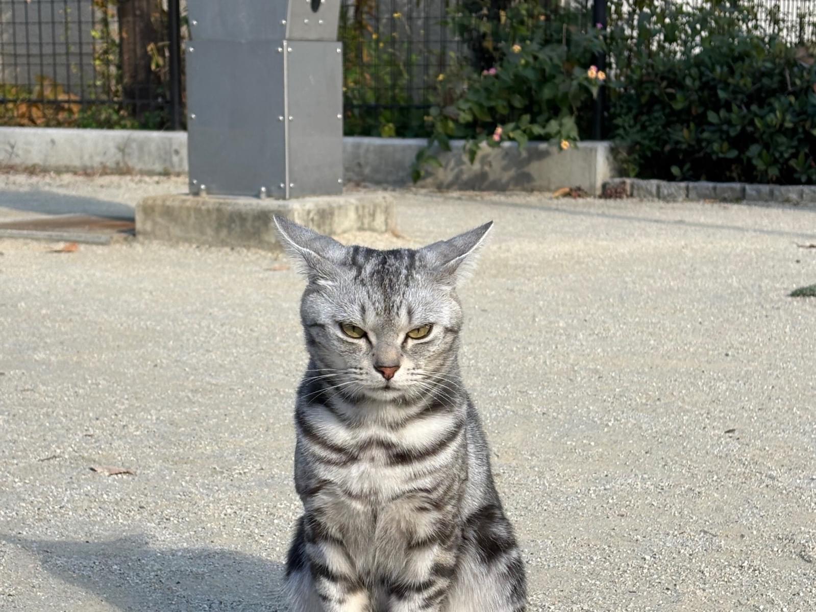 目撃された猫 目撃された猫
