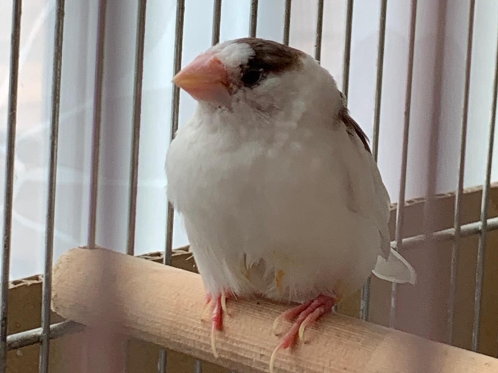 保護された鳥 保護された鳥