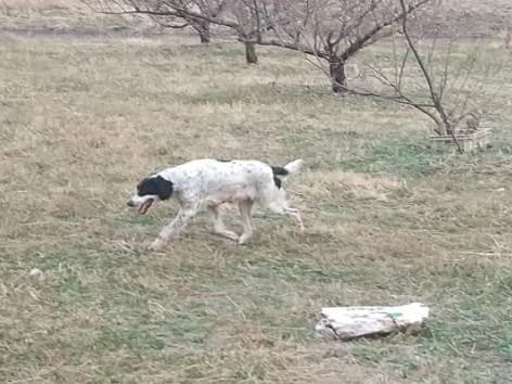 目撃された犬 目撃された犬