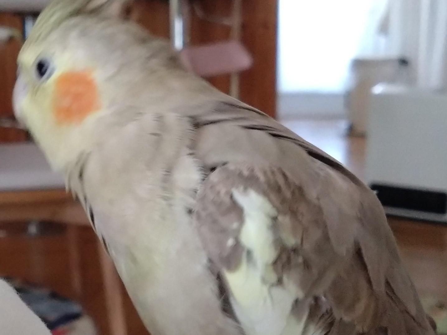 アッキーちゃん アッキーちゃん