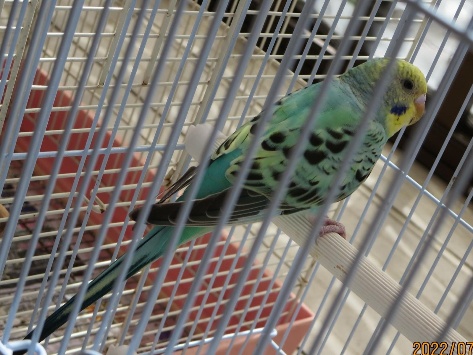 保護された鳥 保護された鳥