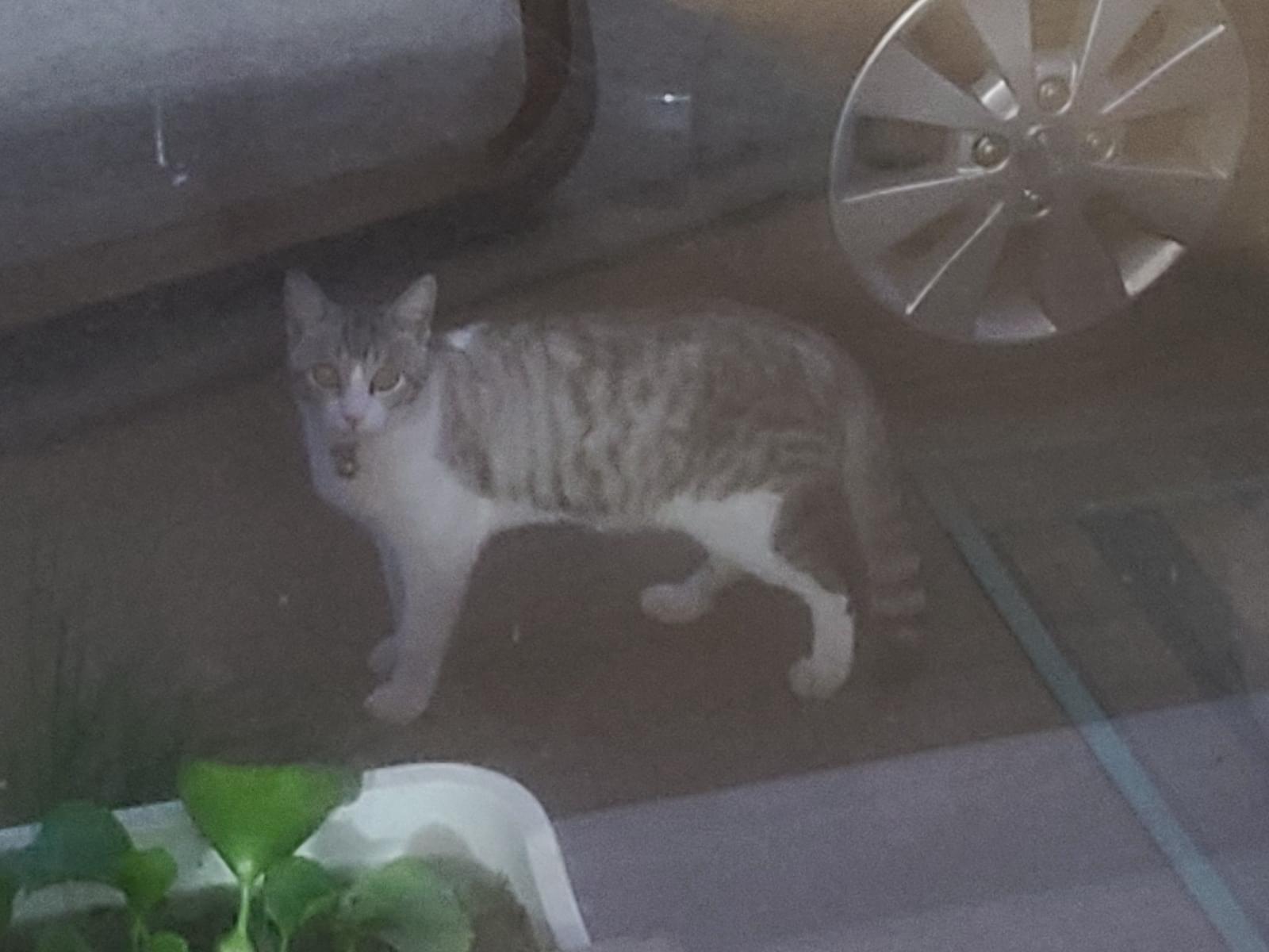 目撃された猫 目撃された猫