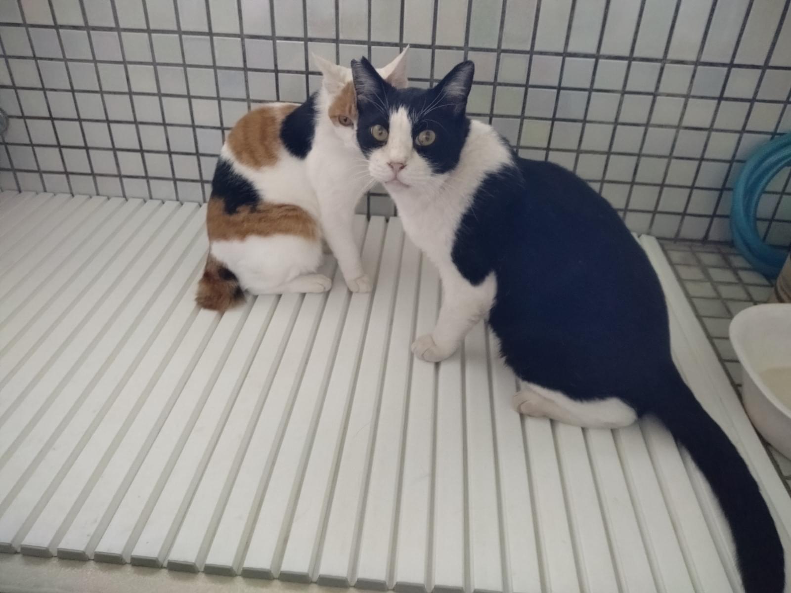 シロクロ シロクロ