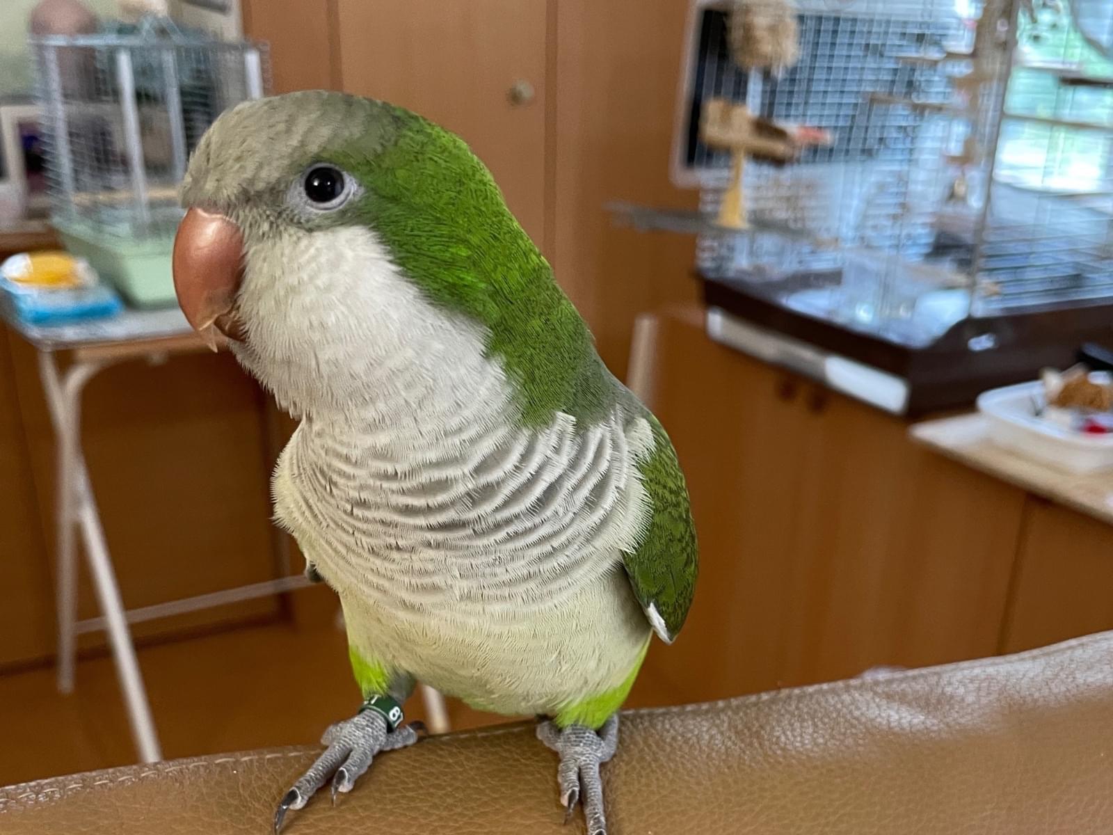 Pちゃん Pちゃん