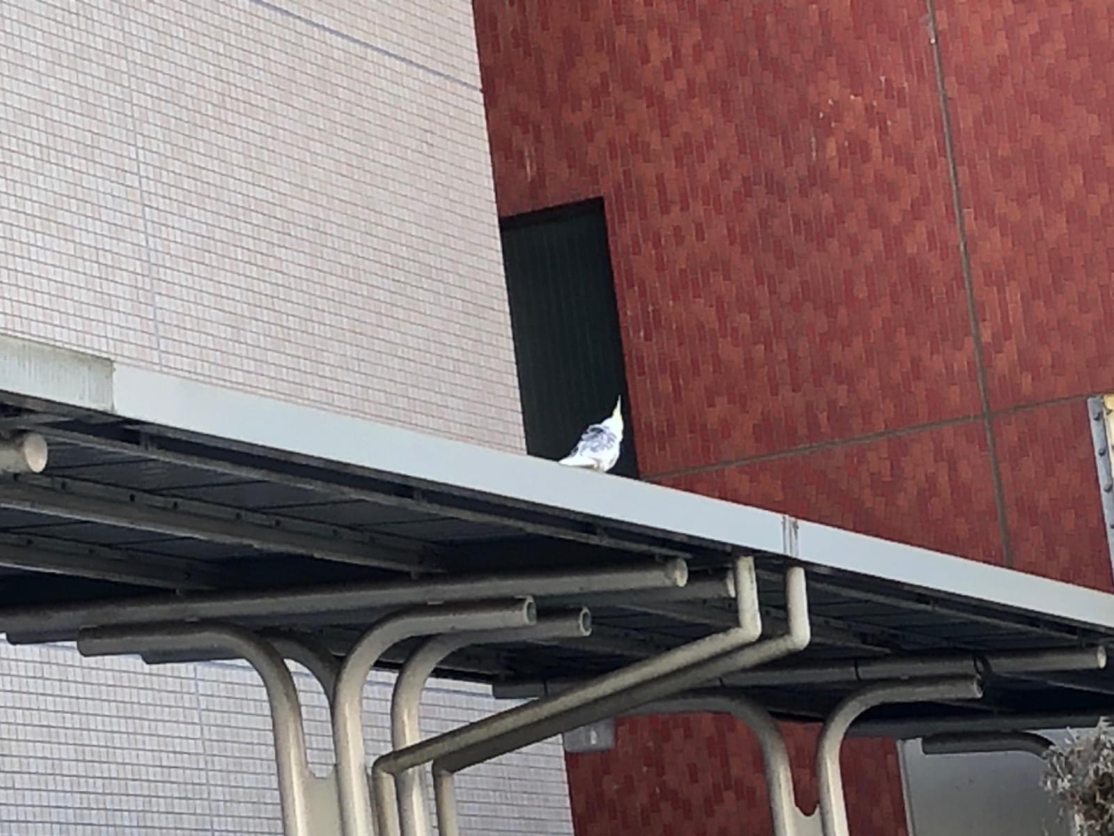 目撃された鳥