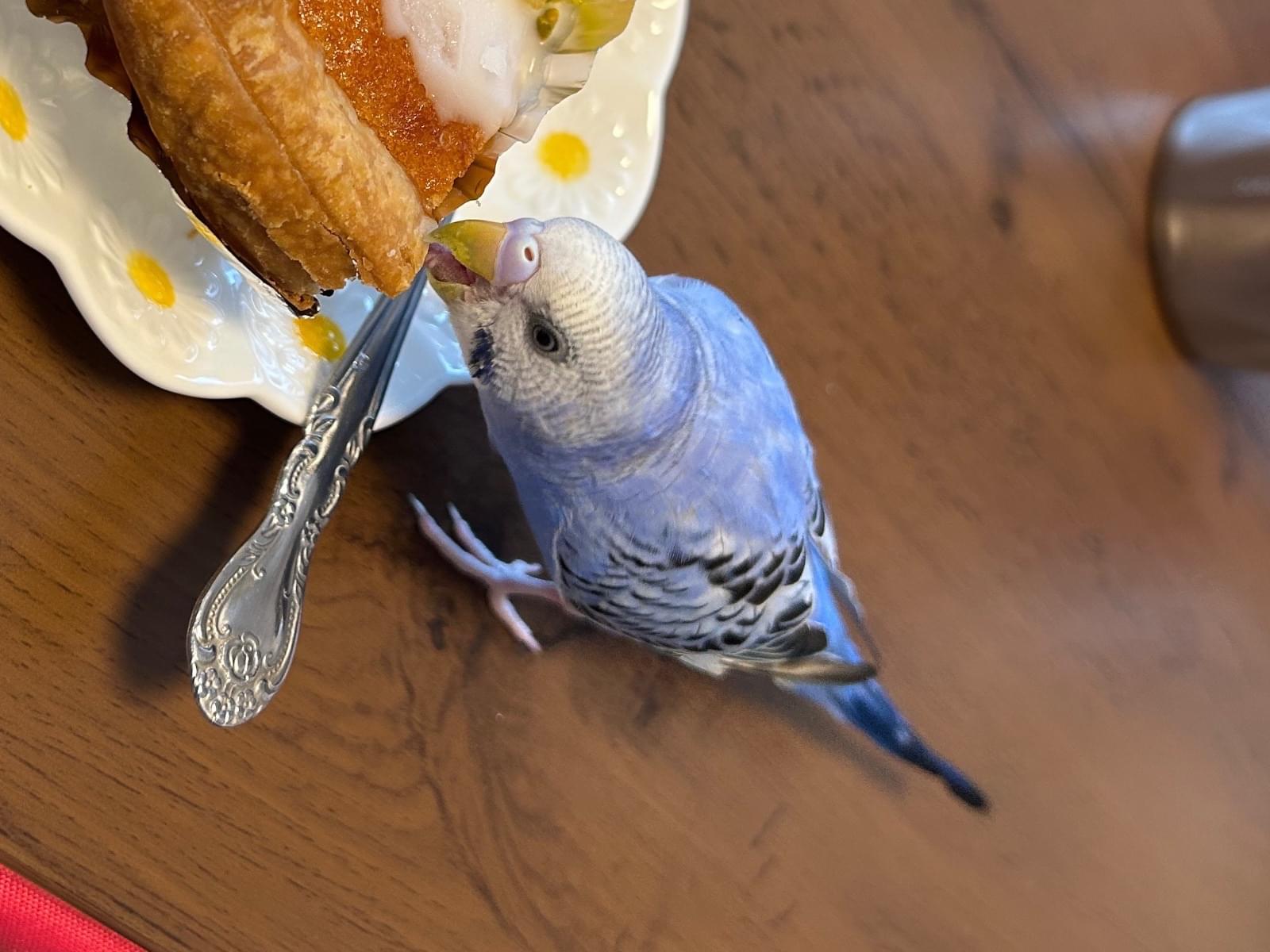ピヨヨちゃん ピヨヨちゃん