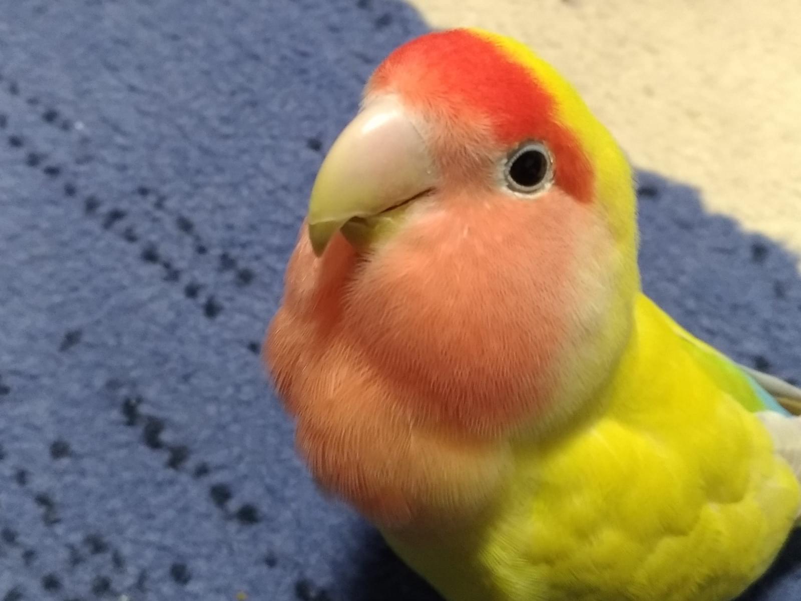 のんちゃん のんちゃん
