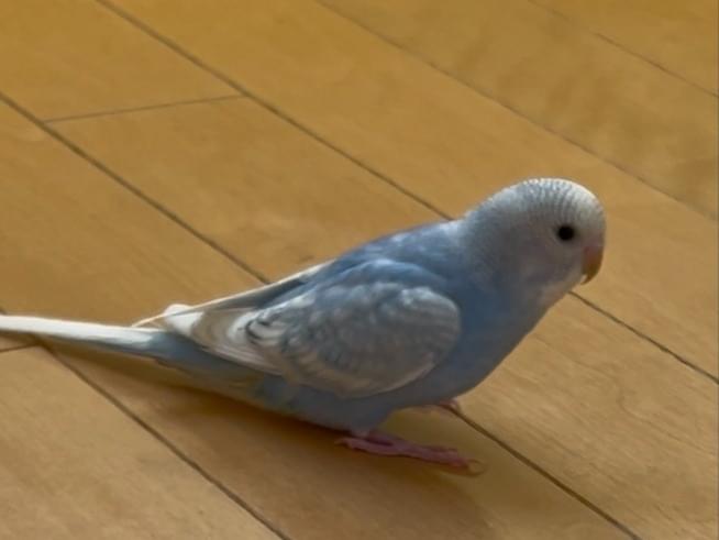 ハッピーちゃん ハッピーちゃん