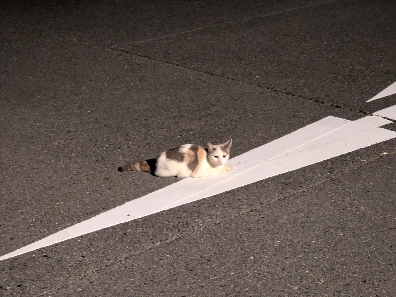 保護された猫 保護された猫