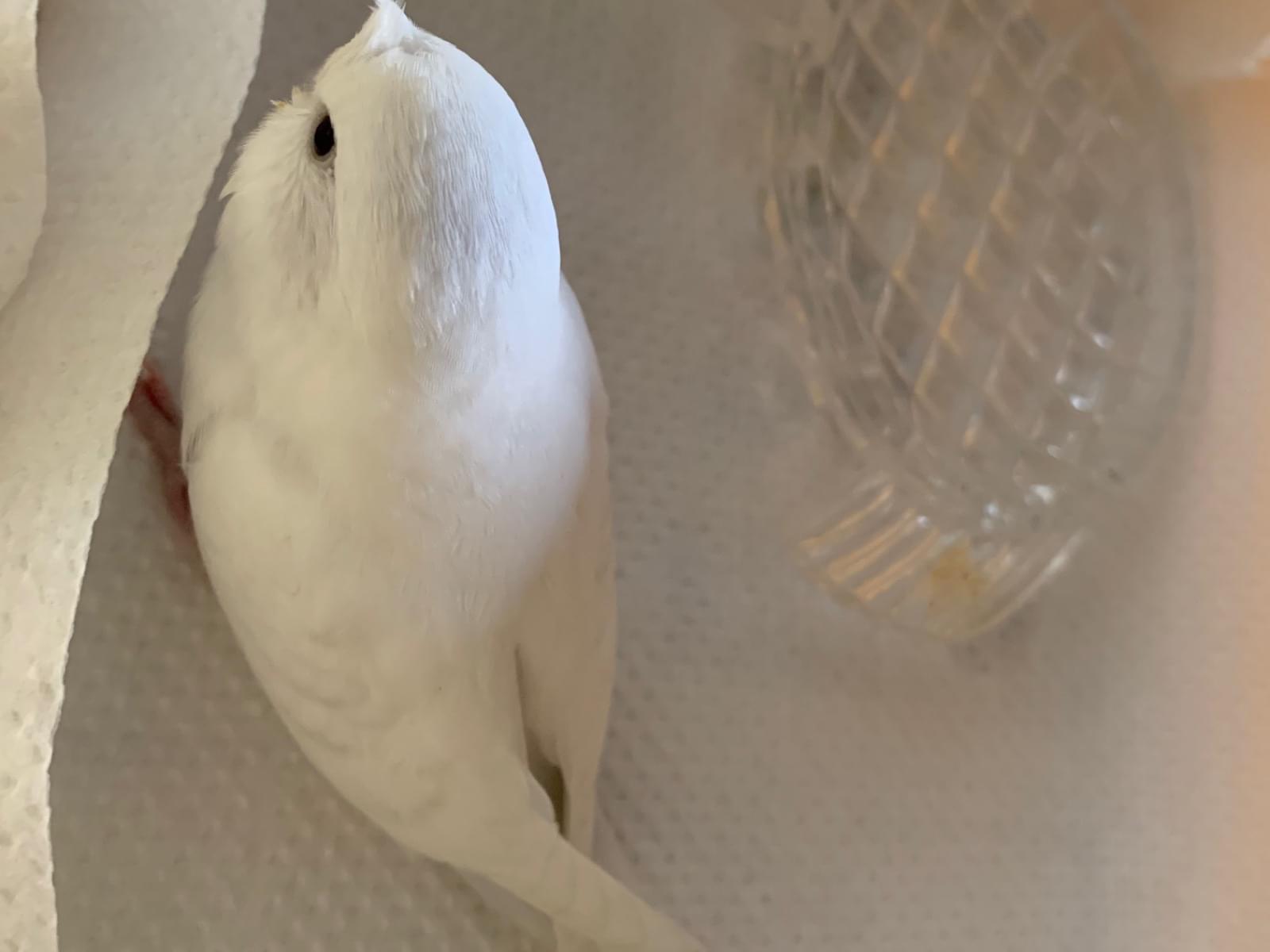 コロちゃん コロちゃん