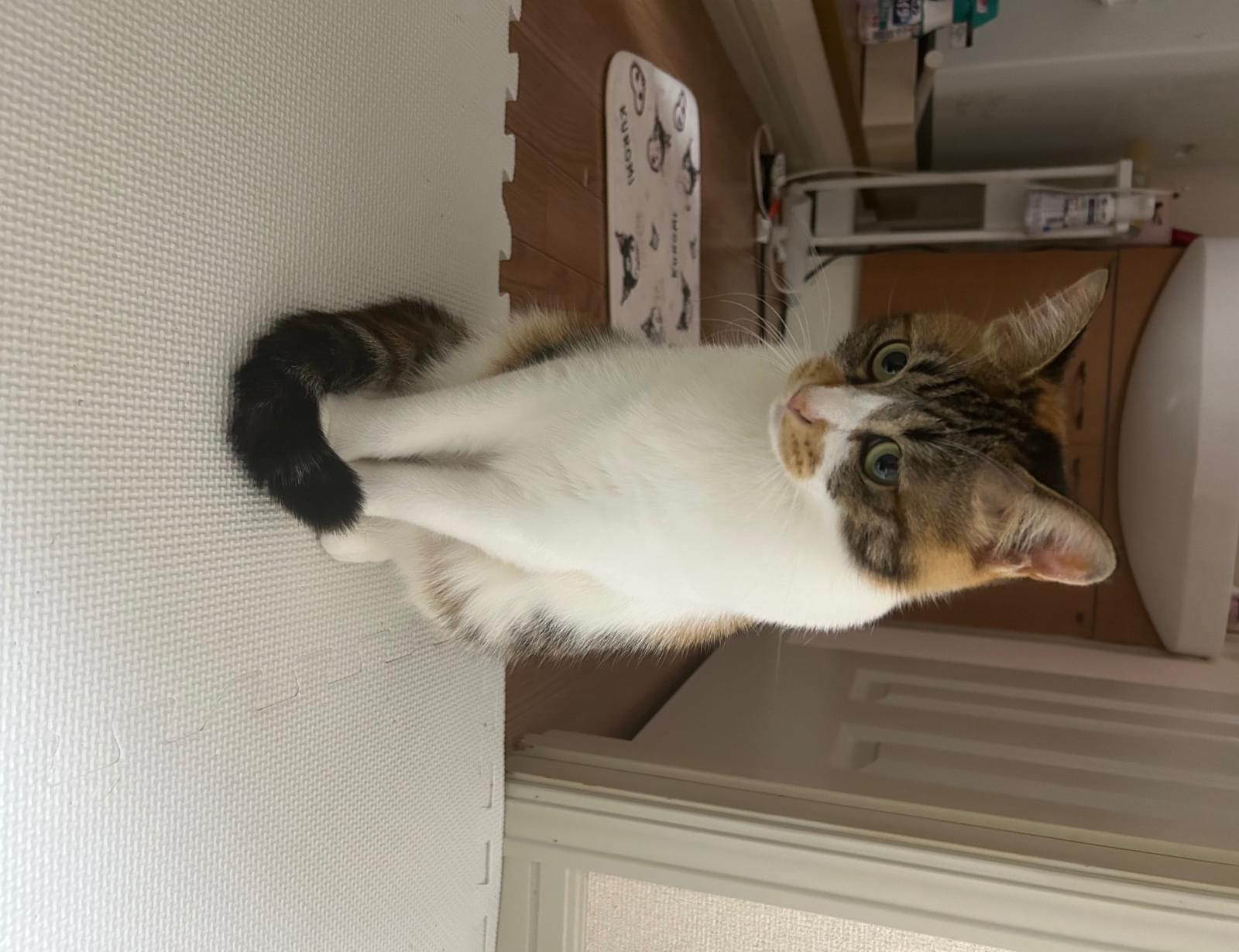 三毛猫