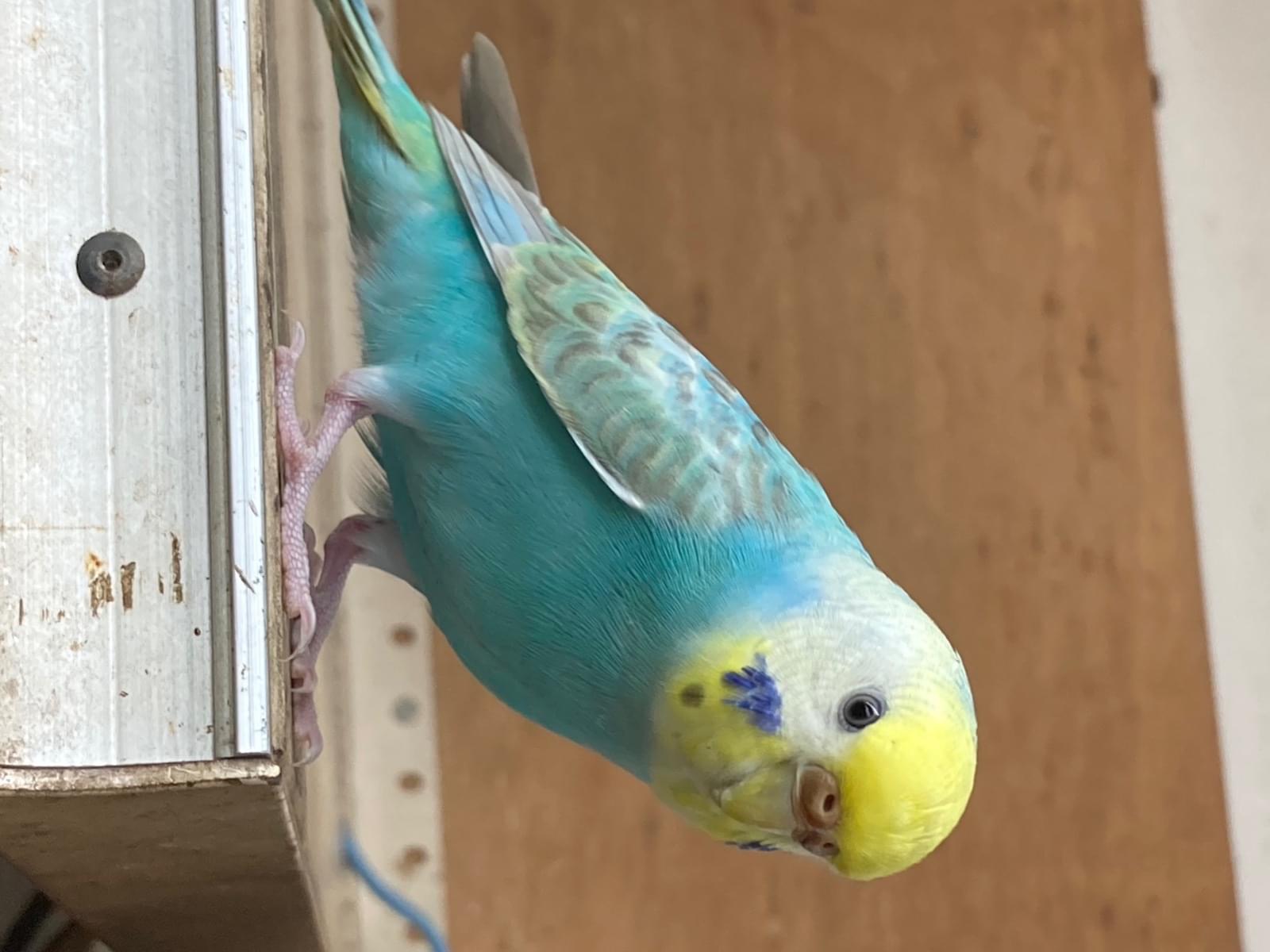 保護された鳥 保護された鳥