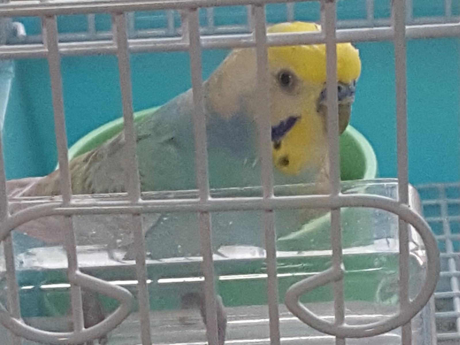 かいちゃん かいちゃん