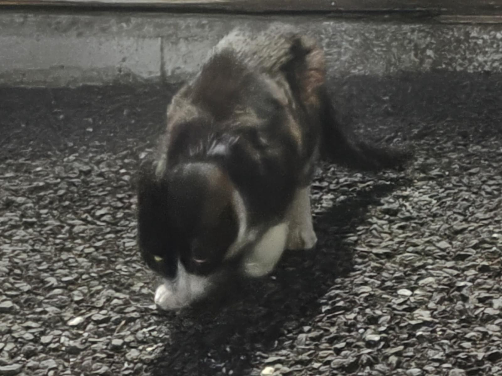 目撃された猫 目撃された猫