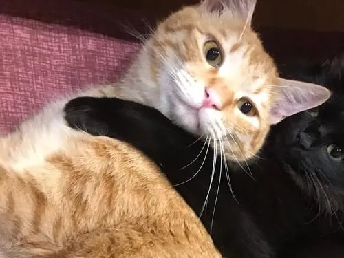 トラという名前の茶トラの雄の成猫を探しています