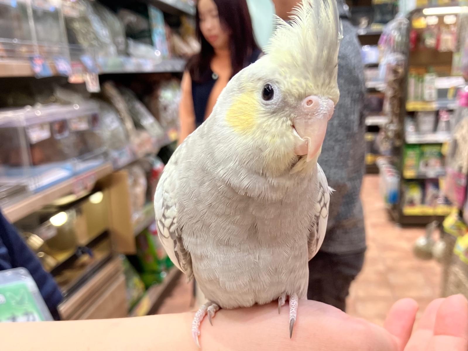ここちゃん ここちゃん