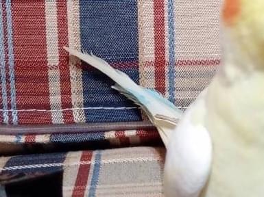 ほっぺちゃん ほっぺちゃん