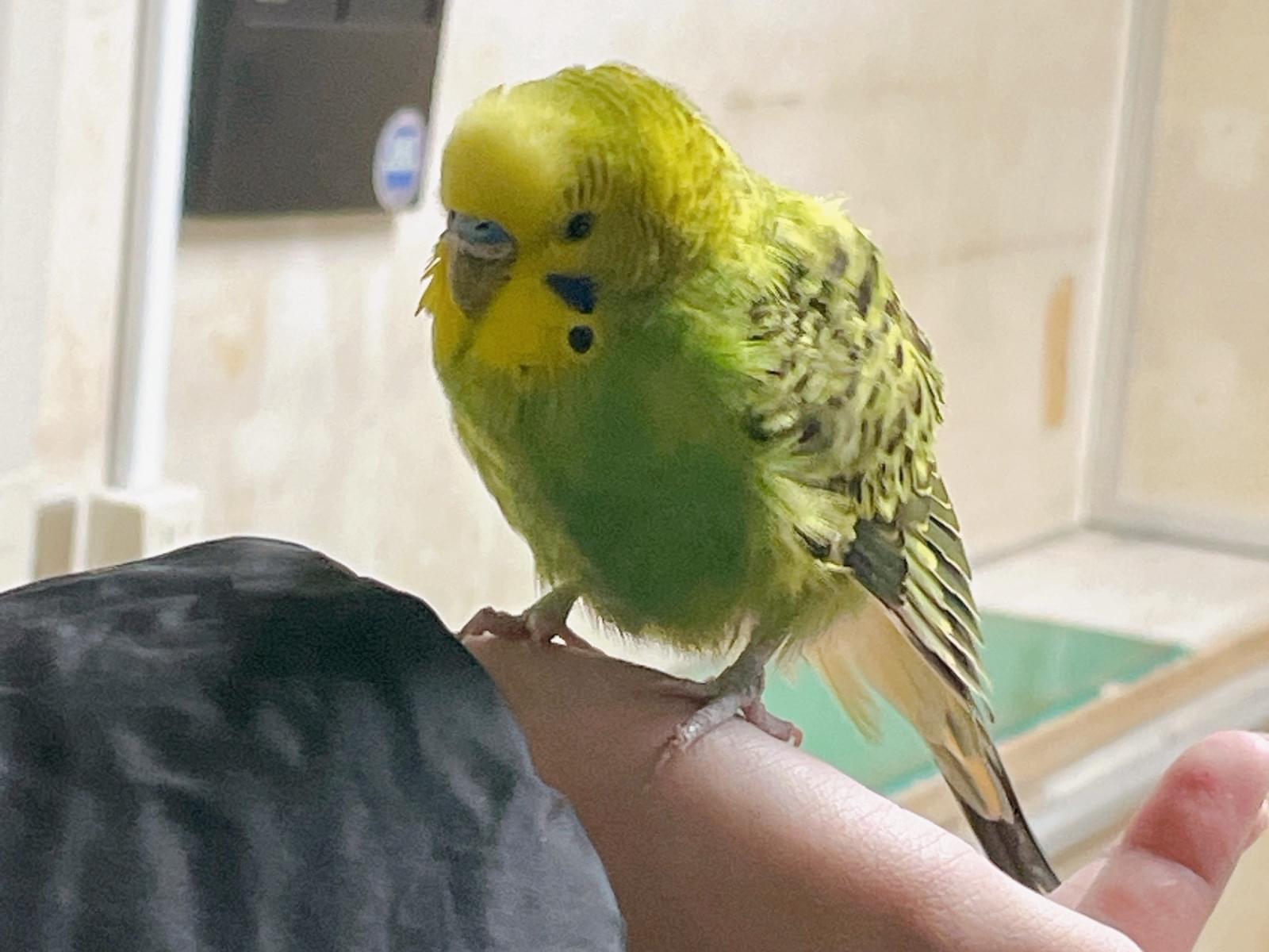 保護された鳥 保護された鳥