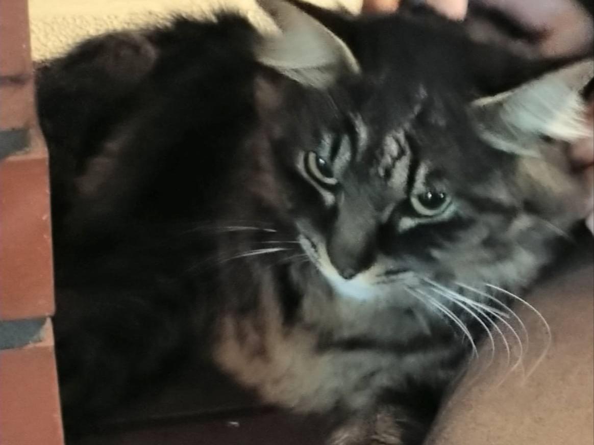 目撃された猫 目撃された猫