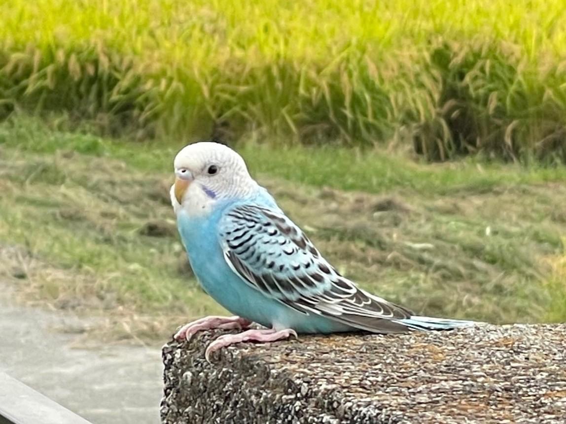 目撃された鳥 目撃された鳥