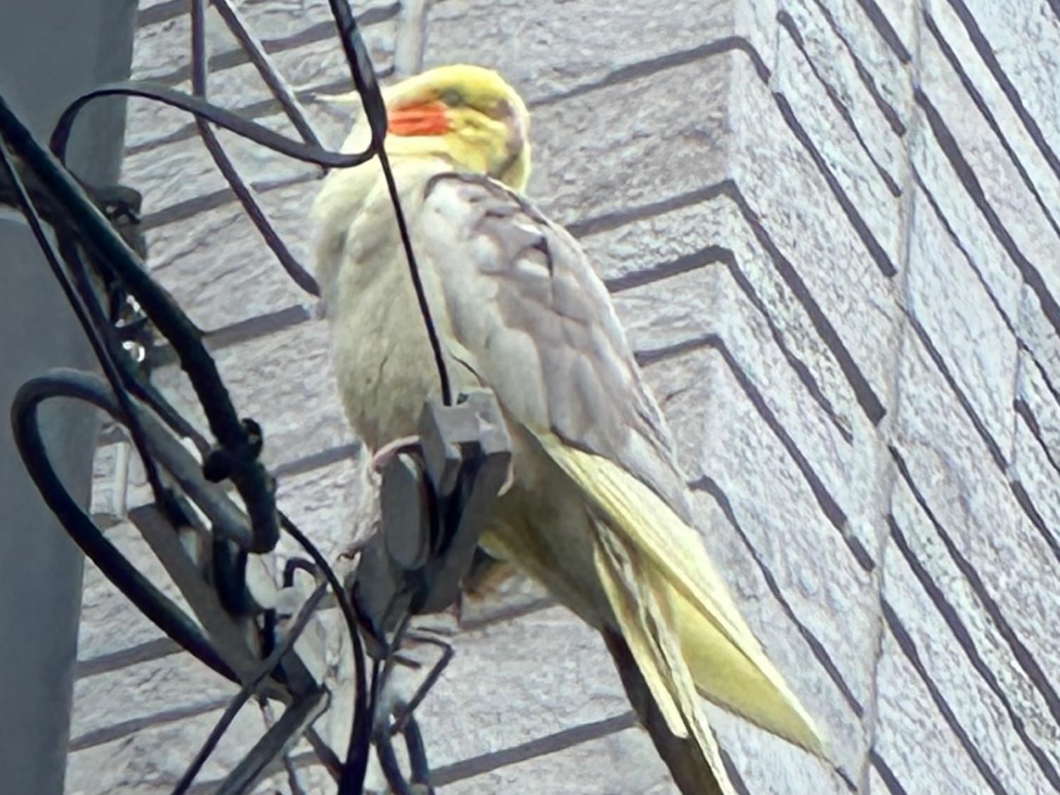 目撃された鳥 目撃された鳥
