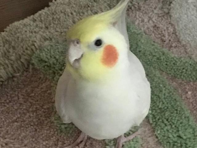 ピーちゃん ピーちゃん