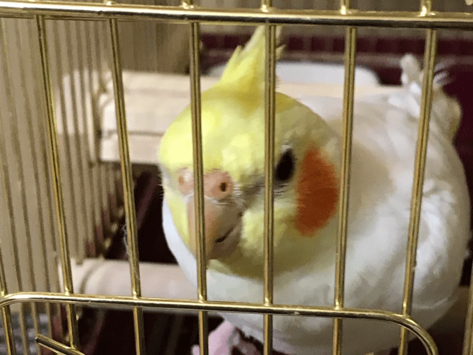 ララちゃん ララちゃん