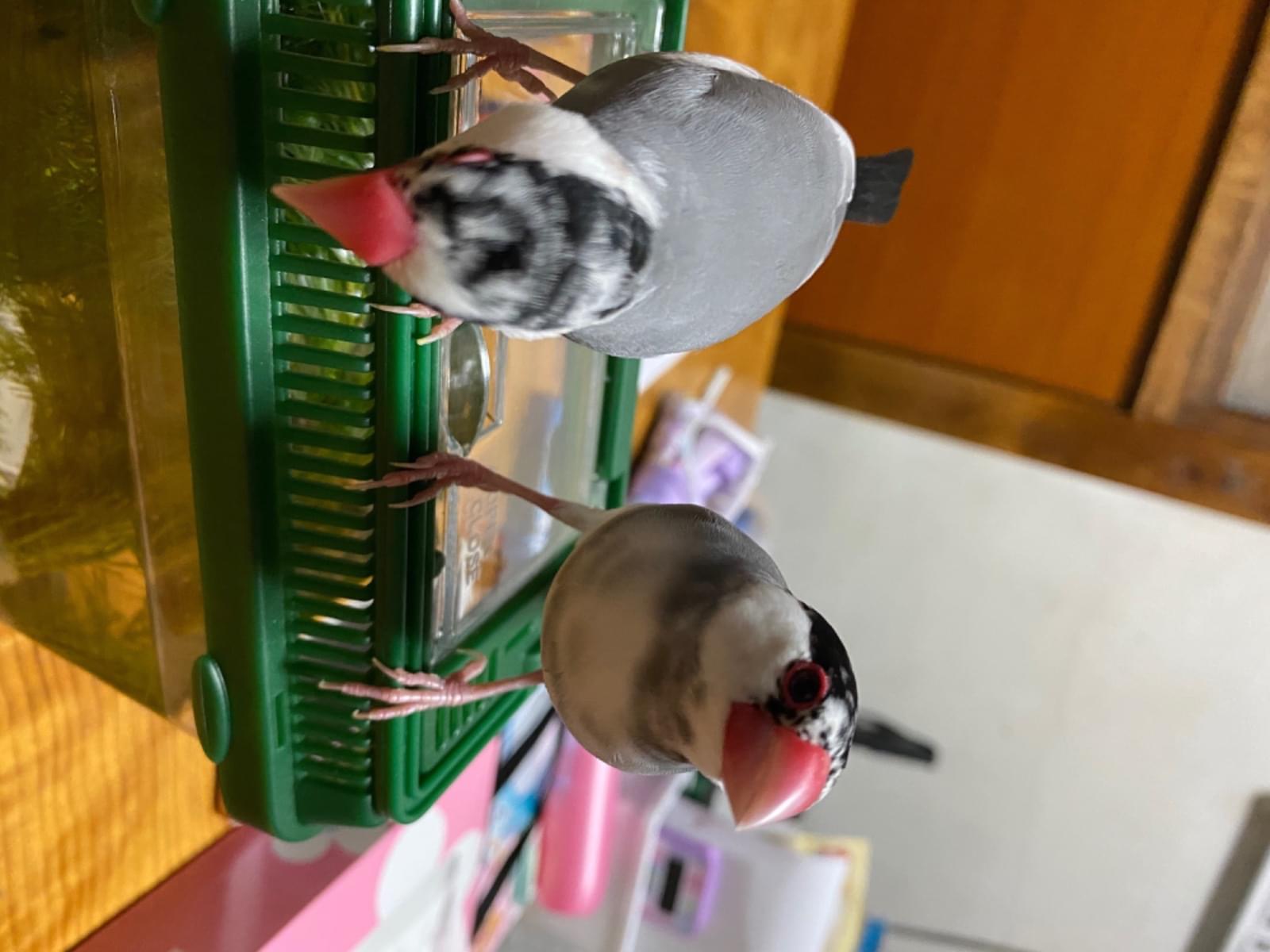 まろちゃん まろちゃん