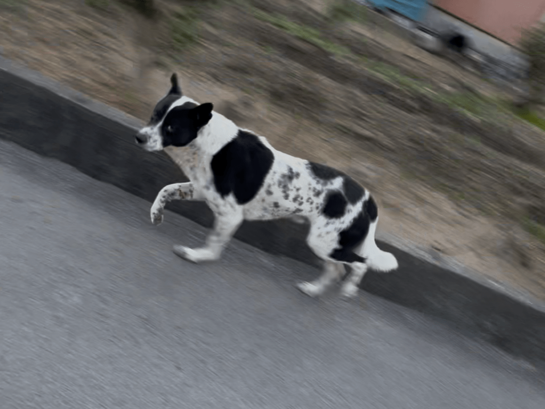 目撃された犬 目撃された犬