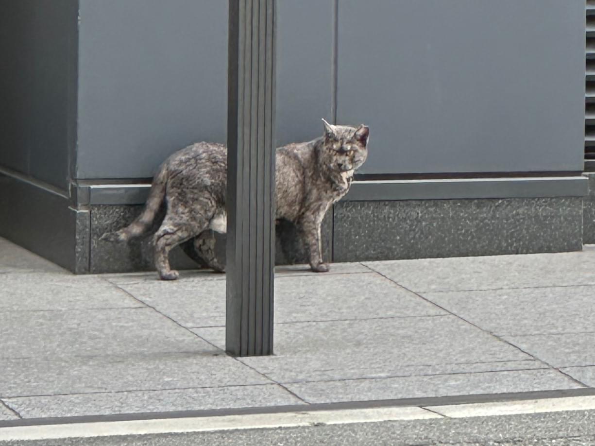 目撃された猫 目撃された猫