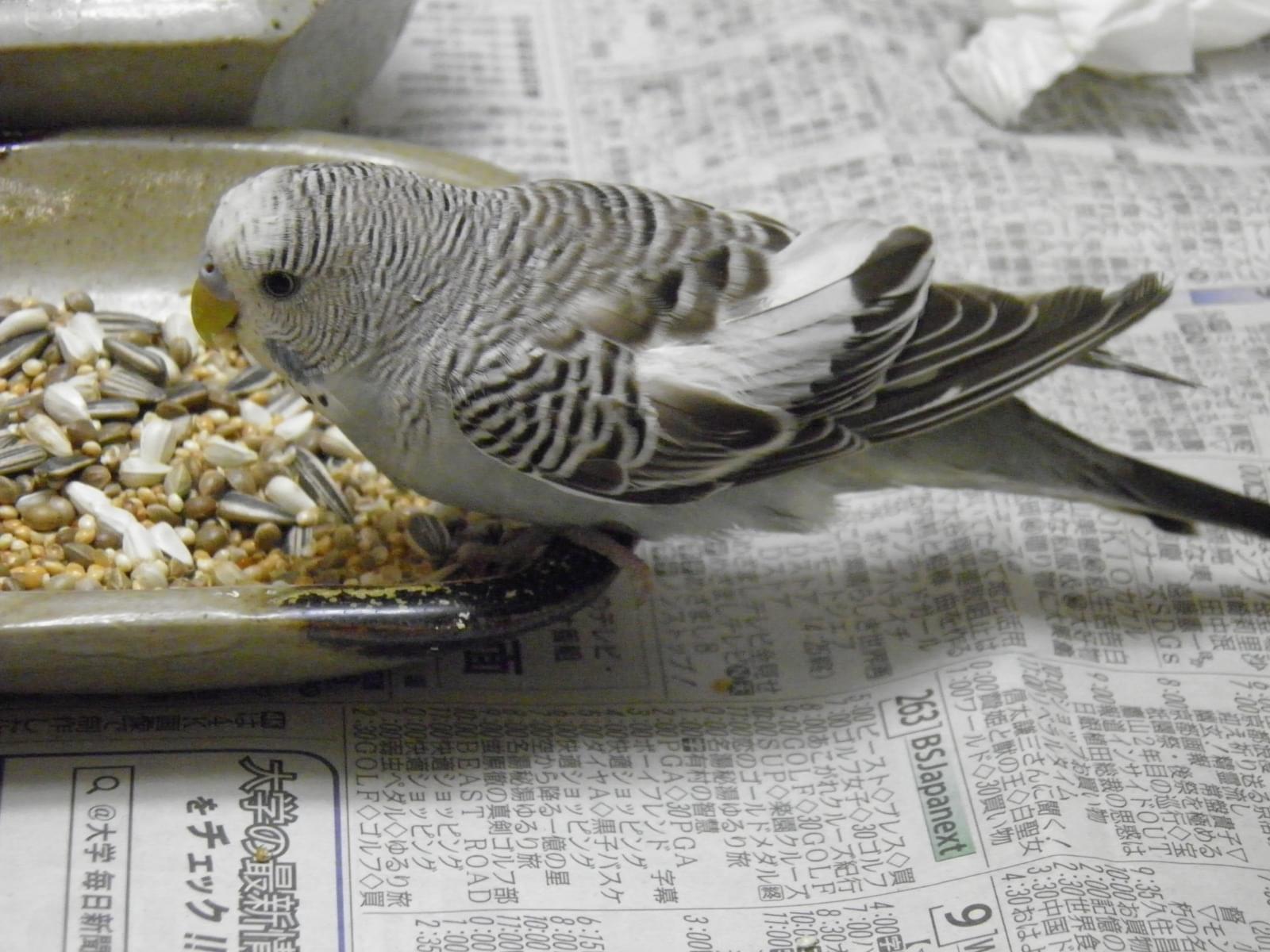 保護された鳥 保護された鳥