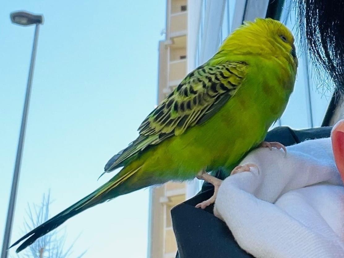 目撃された鳥 目撃された鳥