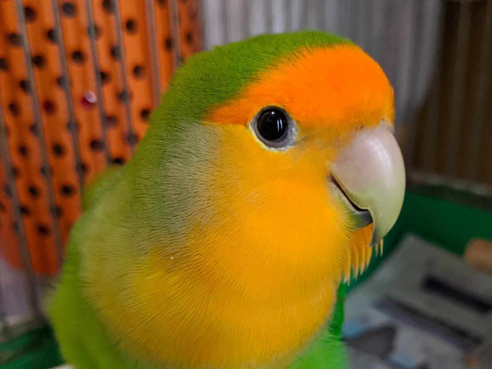 メロンちゃん メロンちゃん