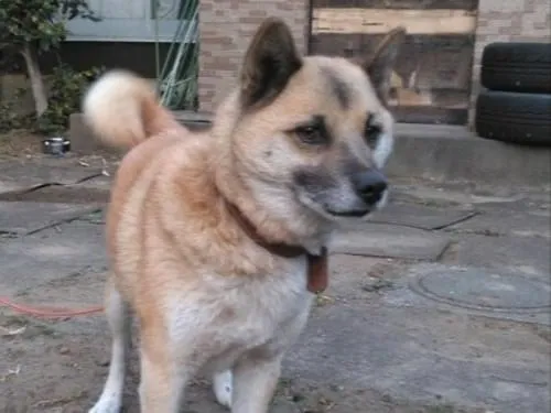 クリーム色の雑種犬を探しています