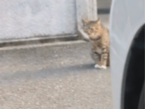 目撃された猫 目撃された猫