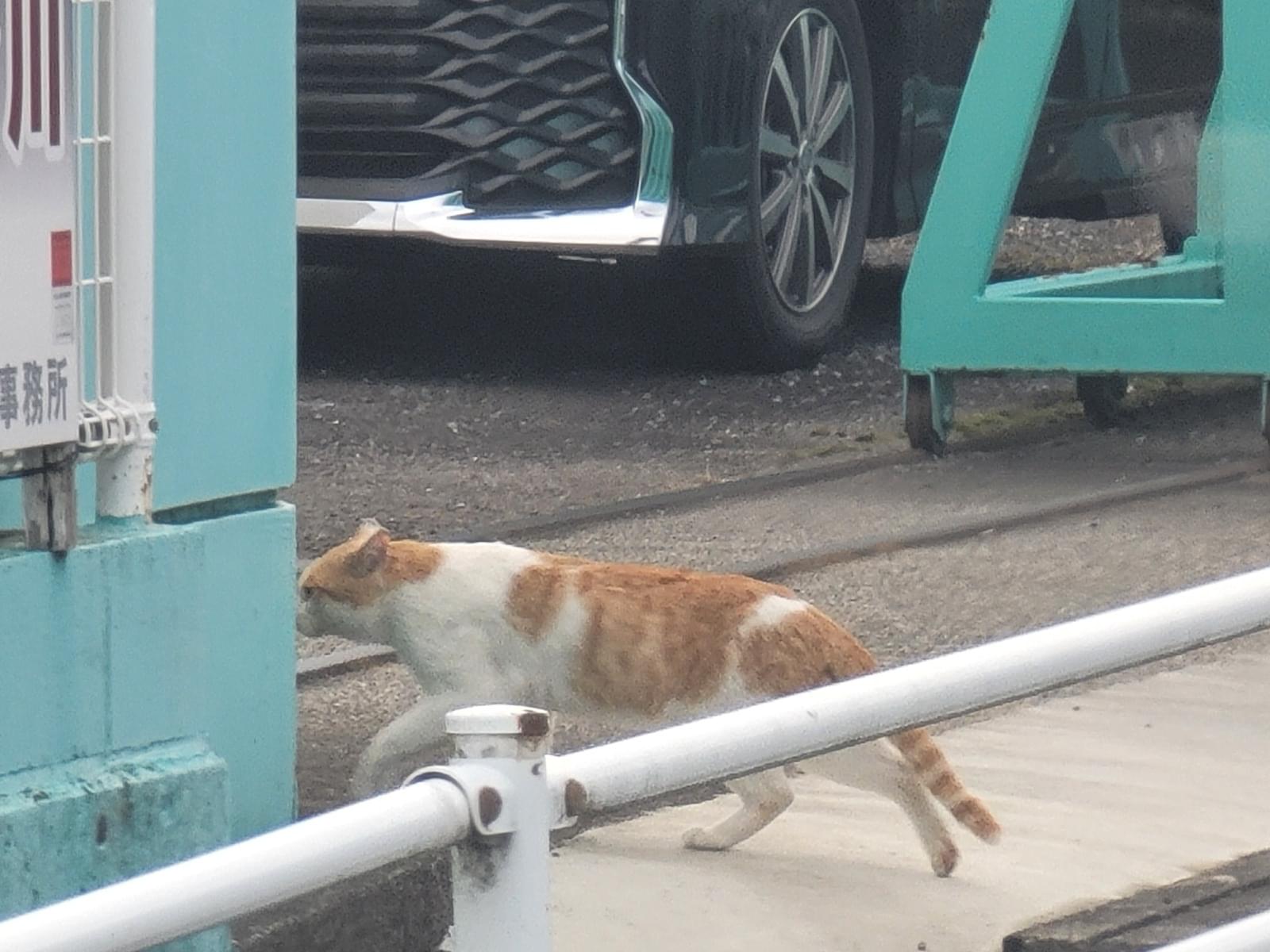 目撃された猫 目撃された猫